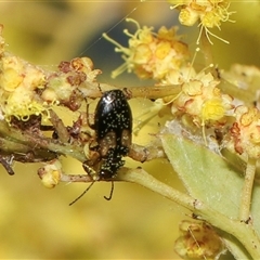 Sarothrocrepis civica at Higgins, ACT - 10 Sep 2024 12:39 PM