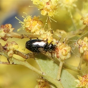 Sarothrocrepis civica at Higgins, ACT - 10 Sep 2024 12:39 PM