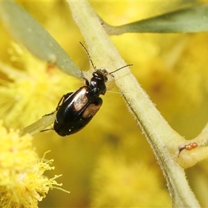 Sarothrocrepis civica at Higgins, ACT - 10 Sep 2024 12:39 PM