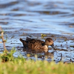 Anas gracilis (Grey Teal) at Wooroonook, VIC - 4 Nov 2024 by MB