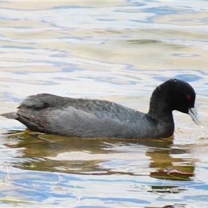Fulica atra at Wooroonook, VIC - 4 Nov 2024 12:13 PM