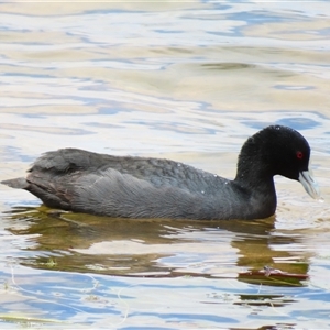 Fulica atra at Wooroonook, VIC - 4 Nov 2024