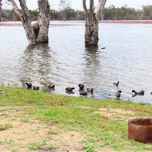 Fulica atra at Wooroonook, VIC - 4 Nov 2024