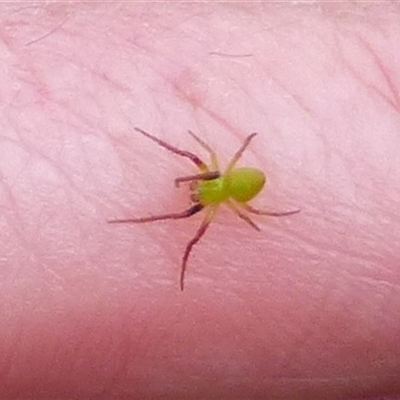 Unidentified Spider (Araneae) at West Hobart, TAS - 17 Oct 2024 by VanessaC