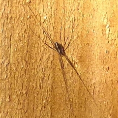Megalopsalis (genus) (A Neopilionid harvestmen) at Mount Stuart, TAS - 14 Oct 2024 by VanessaC