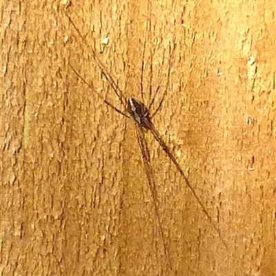 Megalopsalis (genus) (A Neopilionid harvestmen) at Mount Stuart, TAS - 14 Oct 2024 by VanessaC