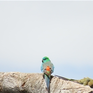 Psephotus haematonotus (Red-rumped Parrot) at Wooroonook, VIC by MB