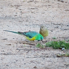 Psephotus haematonotus at Wooroonook, VIC - 4 Nov 2024 04:14 PM