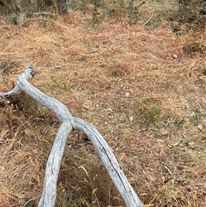 Anthoxanthum odoratum at Watson, ACT - 11 Nov 2024