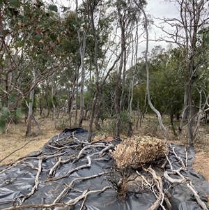 Anthoxanthum odoratum at Watson, ACT - 11 Nov 2024