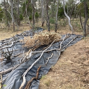 Anthoxanthum odoratum at Watson, ACT - 11 Nov 2024