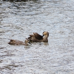 Anas superciliosa (Pacific Black Duck) at Wooroonook, VIC - 4 Nov 2024 by MB