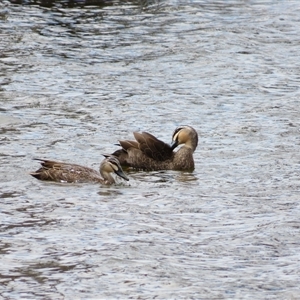 Anas superciliosa (Pacific Black Duck) at Wooroonook, VIC by MB