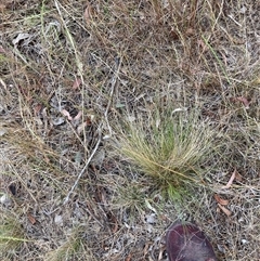 Nassella trichotoma (Serrated Tussock) at Watson, ACT - 7 Nov 2024 by waltraud