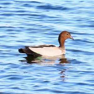 Chenonetta jubata (Australian Wood Duck) at Wooroonook, VIC by MB