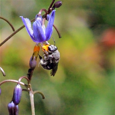 Lipotriches (Astronomia) muscosa at Mount Kembla, NSW - 25 Oct 2024 by BackyardHabitatProject