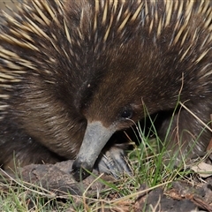 Tachyglossus aculeatus (Short-beaked Echidna) at Forde, ACT - 2 Nov 2024 by TimL