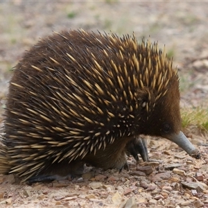 Tachyglossus aculeatus at Forde, ACT - 2 Nov 2024 12:06 PM