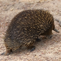 Tachyglossus aculeatus at Forde, ACT - 2 Nov 2024 12:06 PM