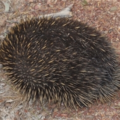 Tachyglossus aculeatus at Forde, ACT - 2 Nov 2024