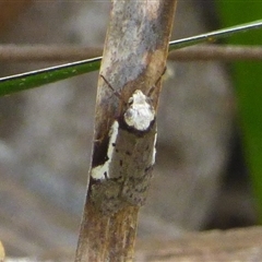 Philobota transversella at West Hobart, TAS - 13 Oct 2024 by VanessaC