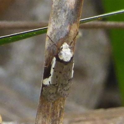 Philobota transversella at West Hobart, TAS - 13 Oct 2024 by VanessaC