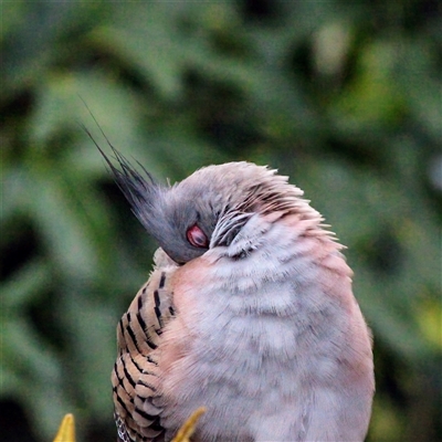 Ocyphaps lophotes (Crested Pigeon) at Mount Kembla, NSW - 3 Nov 2024 by BackyardHabitatProject