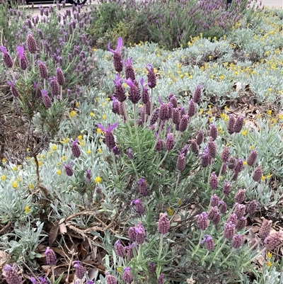 Lavandula stoechas (Spanish Lavender or Topped Lavender) at Watson, ACT - 7 Nov 2024 by waltraud