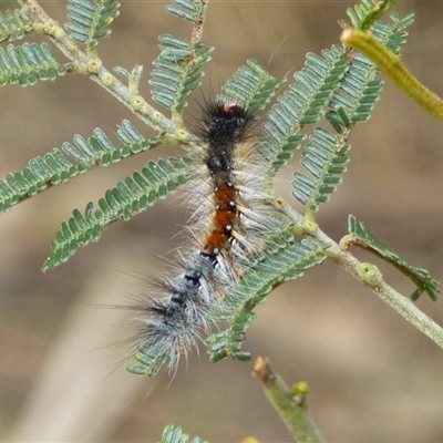 Anthela (genus) immature at West Hobart, TAS - 13 Oct 2024 by VanessaC