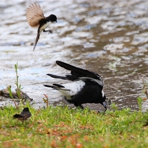 Gymnorhina tibicen at Wooroonook, VIC - 4 Nov 2024