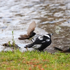 Gymnorhina tibicen at Wooroonook, VIC - 4 Nov 2024 12:23 PM