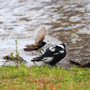 Gymnorhina tibicen at Wooroonook, VIC - 4 Nov 2024