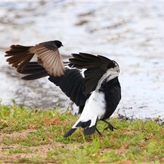 Gymnorhina tibicen at Wooroonook, VIC - 4 Nov 2024