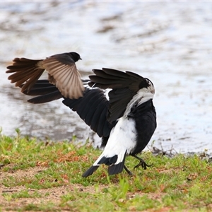 Gymnorhina tibicen at Wooroonook, VIC - 4 Nov 2024