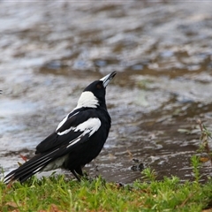 Gymnorhina tibicen at Wooroonook, VIC - 4 Nov 2024