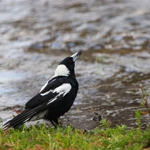 Gymnorhina tibicen at Wooroonook, VIC - 4 Nov 2024