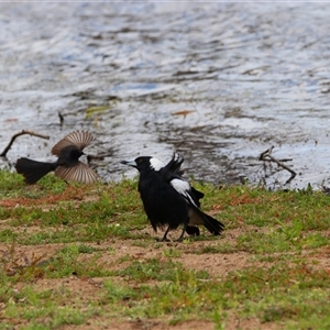 Gymnorhina tibicen at Wooroonook, VIC - 4 Nov 2024