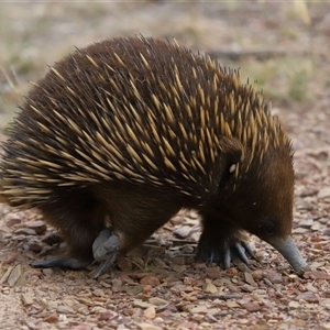 Ixodoidea (superfamily) at Forde, ACT - 2 Nov 2024 12:12 PM