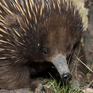 Ixodoidea (superfamily) at Forde, ACT - 2 Nov 2024 12:12 PM