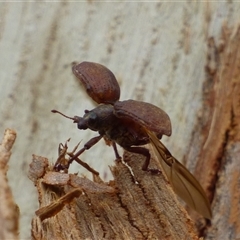 Unidentified Beetle (Coleoptera) at West Hobart, TAS - 13 Oct 2024 by VanessaC