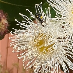 Hylaeus sp. (genus) (A masked bee) at Mount Kembla, NSW - 9 Nov 2024 by BackyardHabitatProject