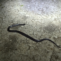 Cryptophis nigrescens (Eastern Small-eyed Snake) at Mount Kembla, NSW - 3 Nov 2024 by BackyardHabitatProject