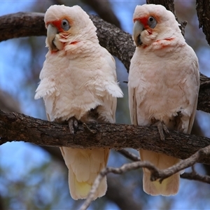 Cacatua tenuirostris at Wooroonook, VIC - 4 Nov 2024