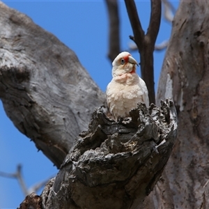 Cacatua tenuirostris at Wooroonook, VIC - 4 Nov 2024