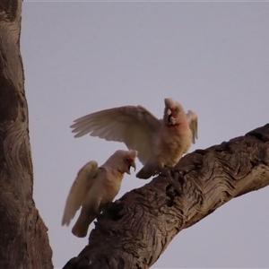 Cacatua tenuirostris at Wooroonook, VIC - 4 Nov 2024