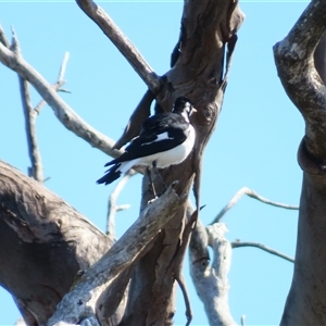 Grallina cyanoleuca (Magpie-lark) at Wooroonook, VIC by MB