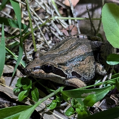 Limnodynastes peronii (Brown-striped Frog) at Mount Kembla, NSW - 3 Nov 2024 by BackyardHabitatProject