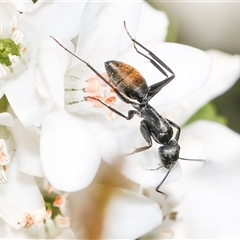 Camponotus aeneopilosus (A Golden-tailed sugar ant) at Higgins, ACT - 10 Sep 2024 by AlisonMilton