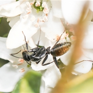 Camponotus aeneopilosus at Higgins, ACT - 10 Sep 2024