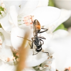 Camponotus aeneopilosus at Higgins, ACT - 10 Sep 2024